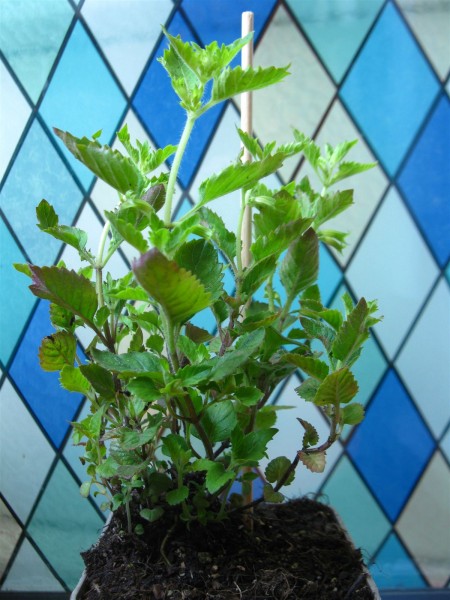 20230527 - Calamintha grandiflora - 01.jpg