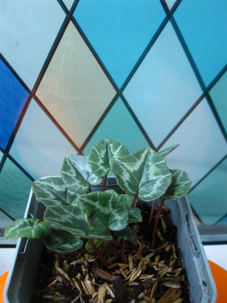 20230527 - Cyclamen hederifolium - 01.jpg