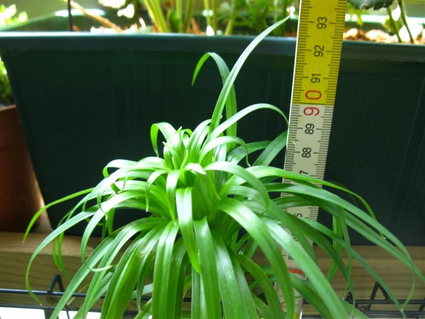 20230528 - lilies - 04.jpg