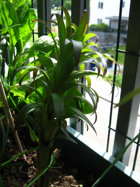20230528 - Lilium 'Mister Pistache' - 01.jpg