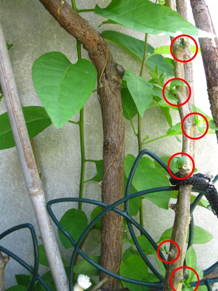 20230528 - Solanum dulcamara - 08c.jpg