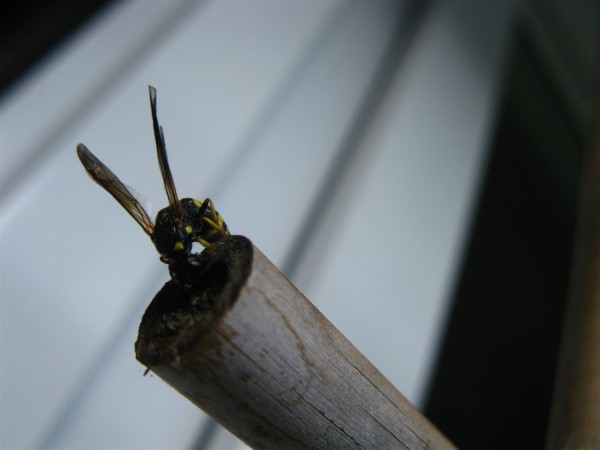 20230531 - Ancistrocerus gazella - 01.jpg