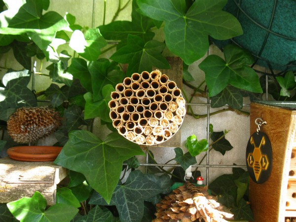 20230601 - bees - 02.jpg