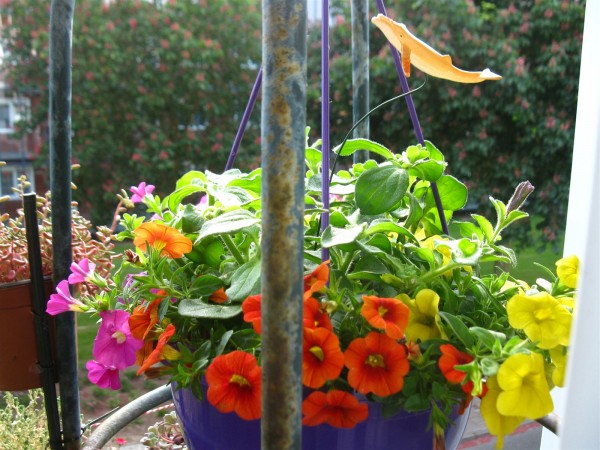 20230601 - Bowl of Petunias PKAHB - 04.jpg