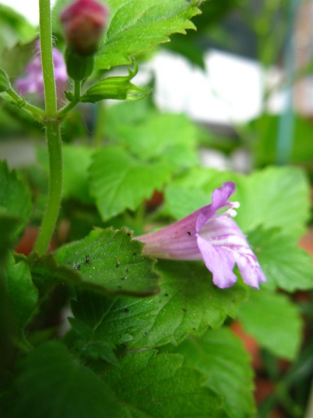 20230601 - Calamintha grandiflora - 03.jpg