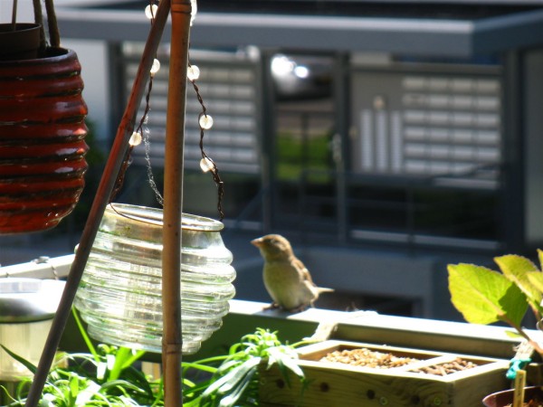 20230601 - Sparrow - 01.jpg