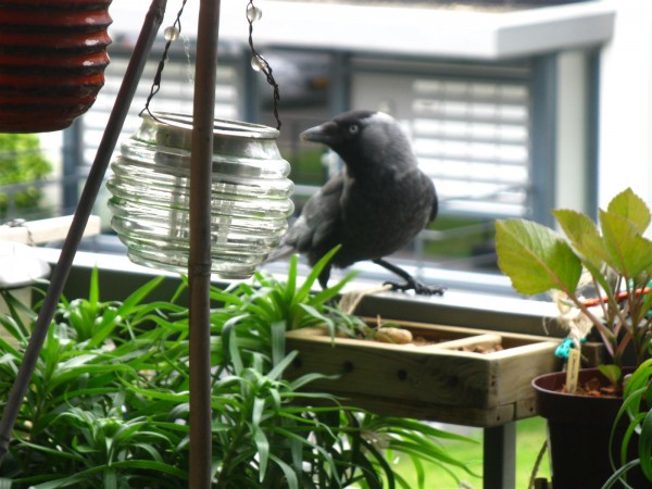 20230602 - Corvid - 06.jpg