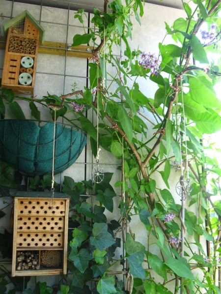 20230604 - Solanum dulcamara - 12.jpg