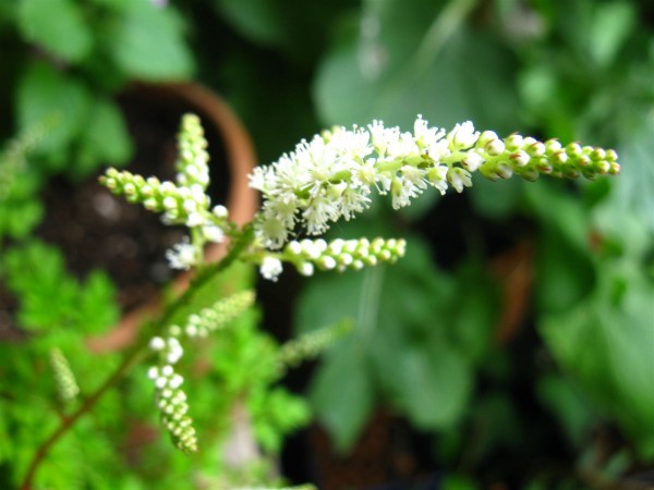 20230607 - Aruncus aethusifolius - 04.jpg