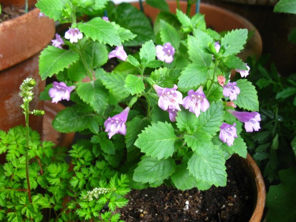 20230607 - Calamintha grandiflora - 07.jpg