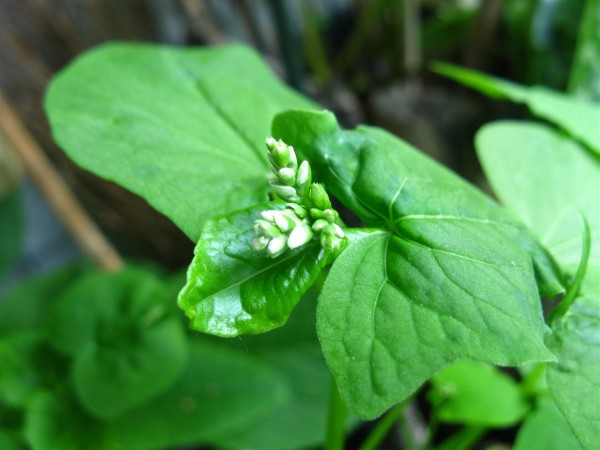 20230608 - Fagopyrum esculentum - 02.jpg