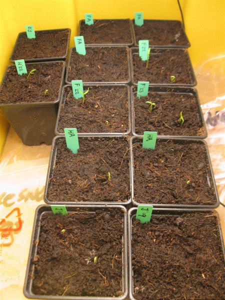 20240307 - peppers - 01.jpg