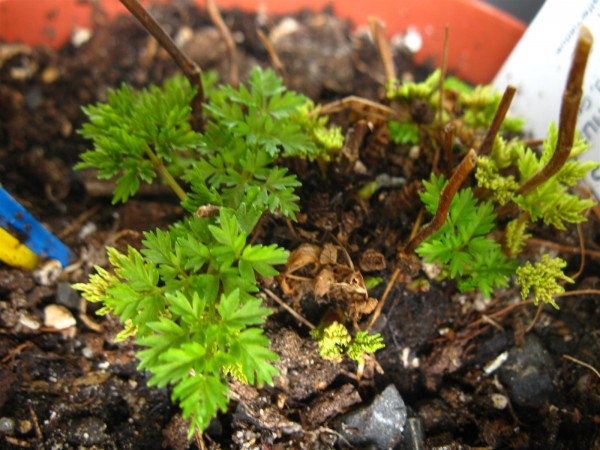 20240322 - Aruncus aethusifolius - 01.jpg
