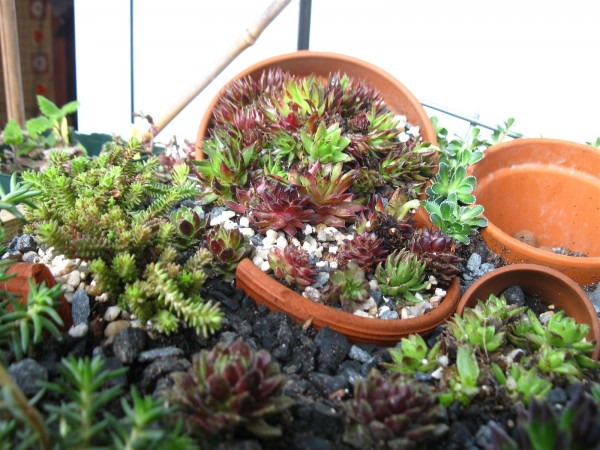 20240401 - Alpine planter - 08.jpg