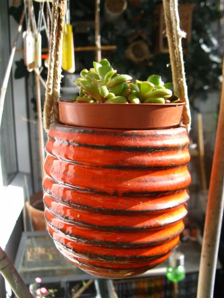 20240408 - Anacampseros Rufescens Varigata - 02.jpg