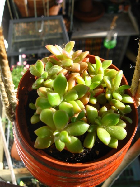 20240408 - Anacampseros Rufescens Varigata - 03.jpg