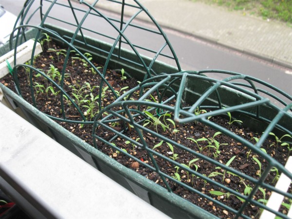 20240408 - Phacelia tanacetifolia - 02.jpg
