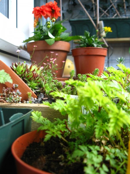 20240415 - balcony - 05.jpg