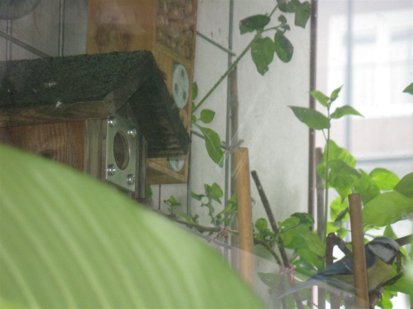 20240417 - Blue tit - 01.jpg