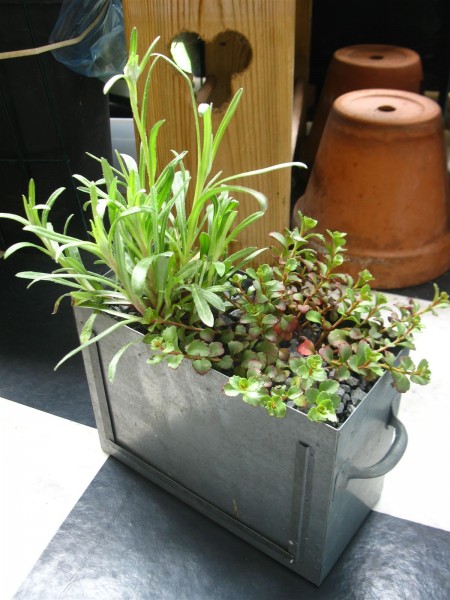20240425 - photobox planter - 01.jpg
