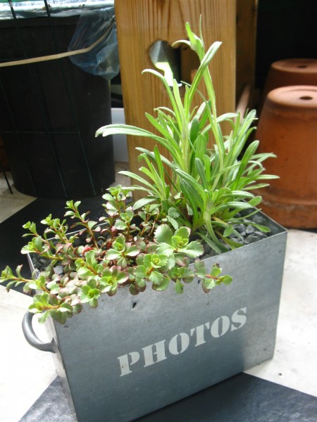 20240425 - photobox planter - 02.jpg