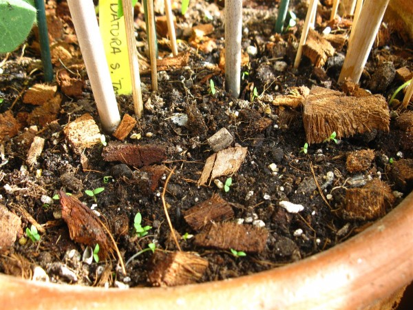 20240503 - Hyoscyamus albus - 01.jpg