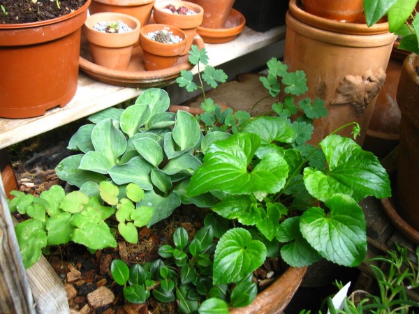 20240503 - large woodland pot - 03.jpg