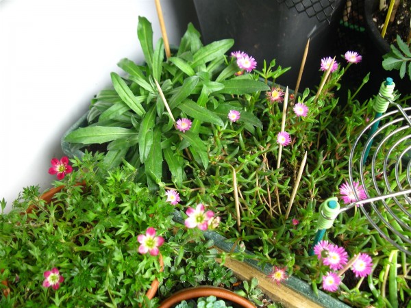 20240513 - alpine flowers - 02.jpg