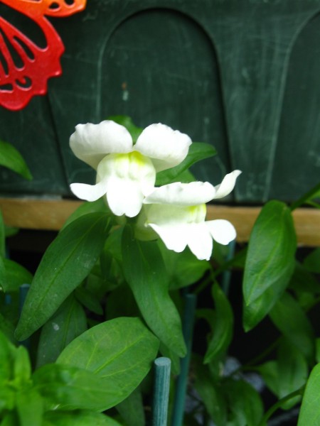20240701 - Antirrhinum Majus Mix - 03.jpg