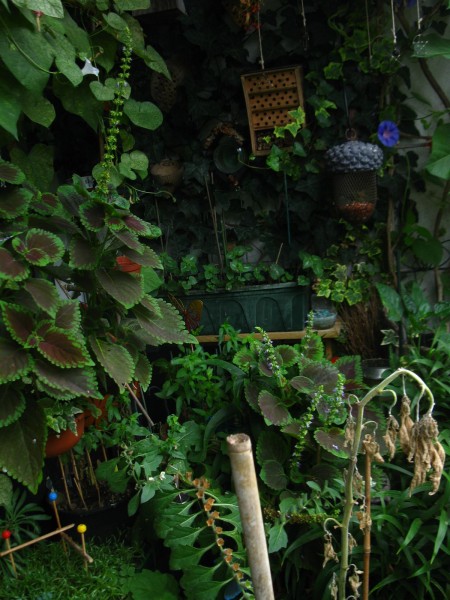 20240905 - balcony - 55.jpg
