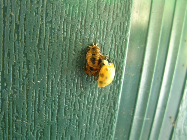 20240916 - ladybug - 02.jpg