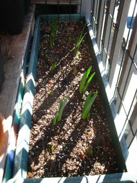 20250302 - Sping bulbs - 04.jpg