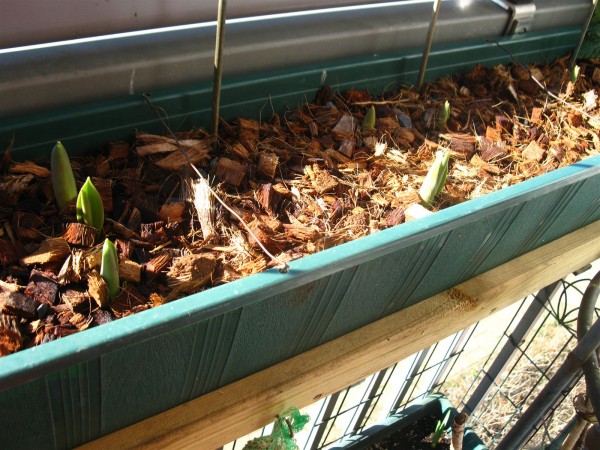 20250302 - Sping bulbs - 05.jpg