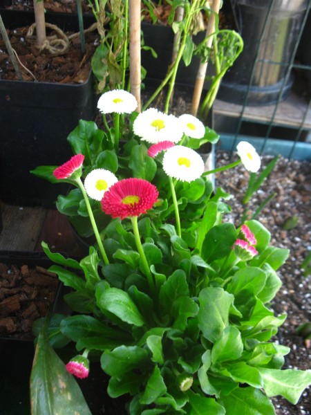 20250306 - Bellis Perennis - 01.jpg