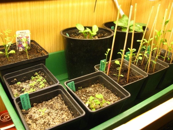 20250307 - autumn seedlings - 02.jpg