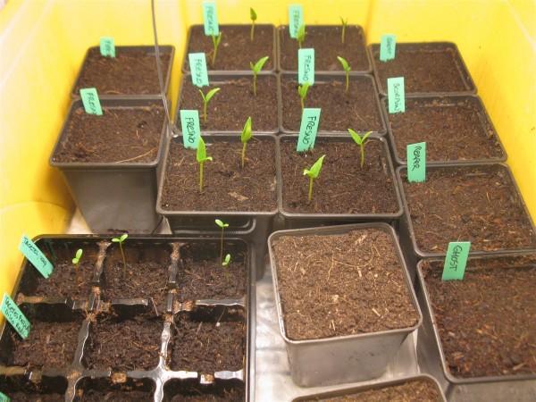 20250307 - Peppers - 01.jpg