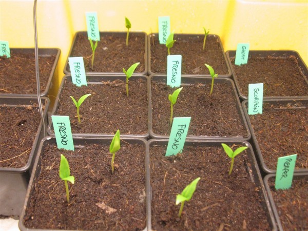 20250307 - Peppers - 02.jpg
