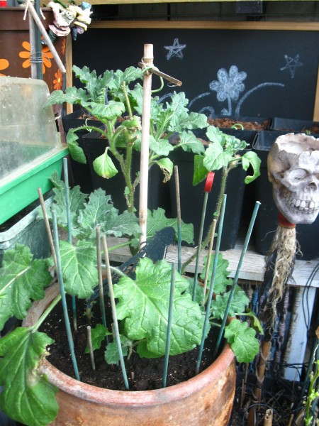 20250308 - Hyoscyamus albus - 02.jpg