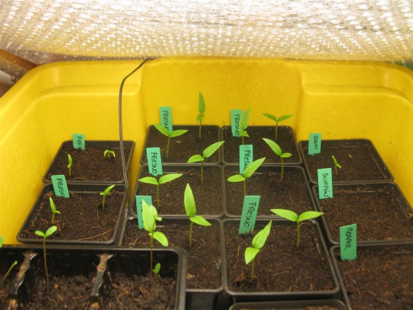 20250308 - Peppers - 03.jpg