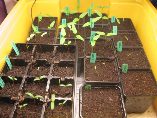 20250310 - Peppers - 04.jpg
