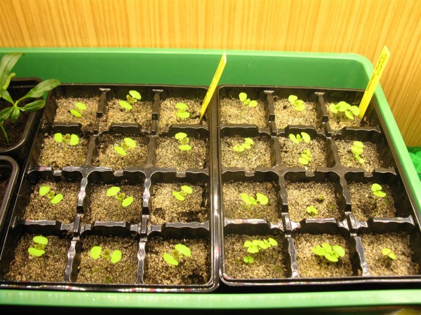 20250316 - Coleus - 03.jpg