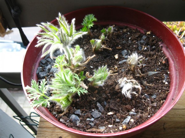 20250316 - Pulsatilla vulgaris - 04.jpg