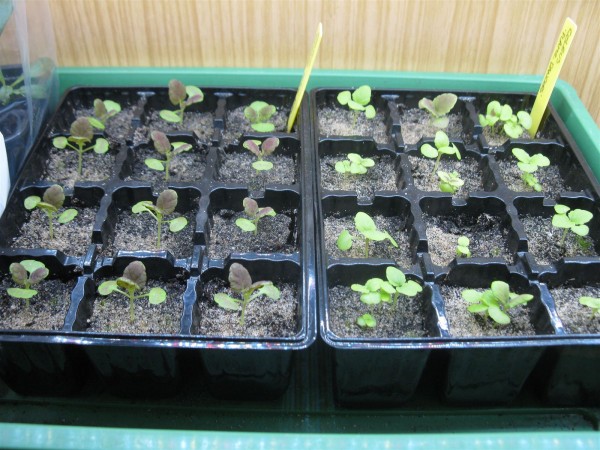 20250320 - Coleus - 04.jpg