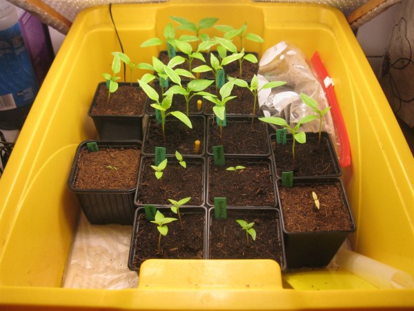 20250320 - Peppers - 06.jpg