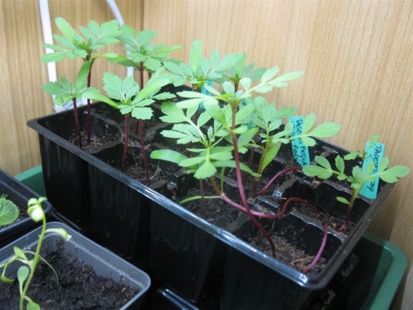20250320 - Tagetes - 01.jpg