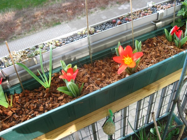 20250320 - Tulipa 'Scarlet baby' - 02.jpg