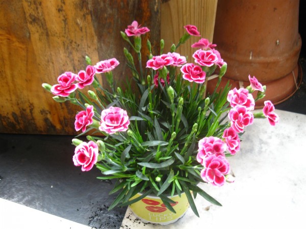 20250322 - Dianthus 'Lucky Lips' - 01.jpg
