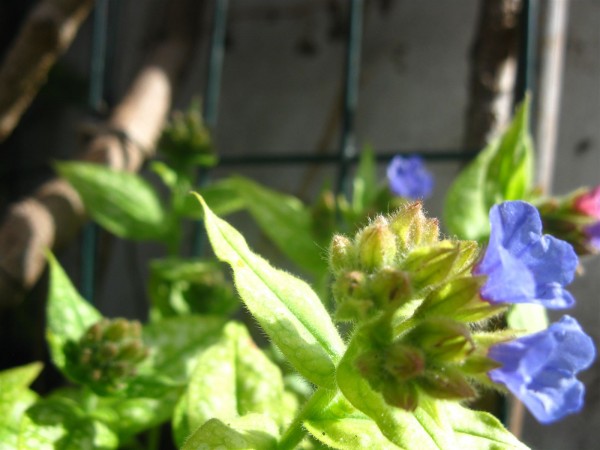 20250323 - Pulmonaria - 02.jpg