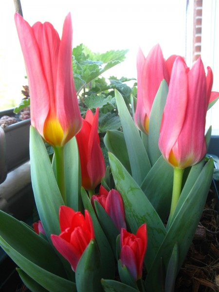 20250324 - Tulipa 'Scarlet baby' - 05.jpg