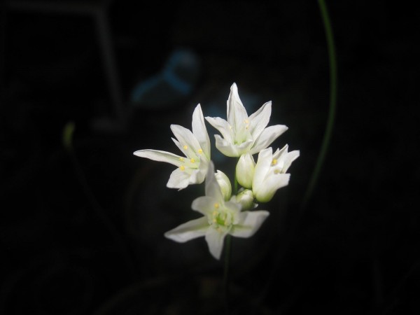 20250328 - Allium zebdanense - 01.jpg